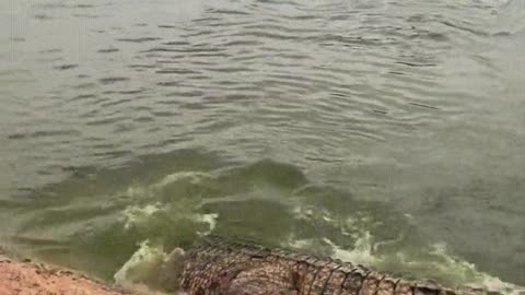 Crocodiles are afraid of shovels.