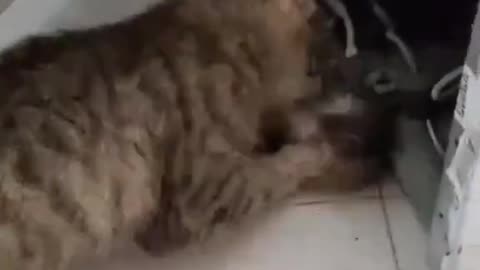 Cats are skilled hunters compilation