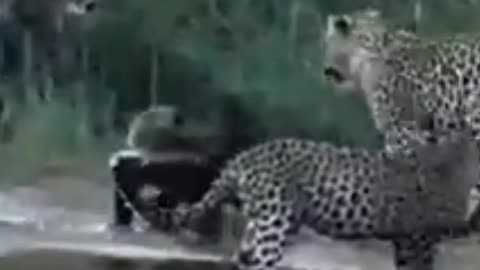 Honey badger the gangster of animal kingdom #animals #animalfacts #honeybadger