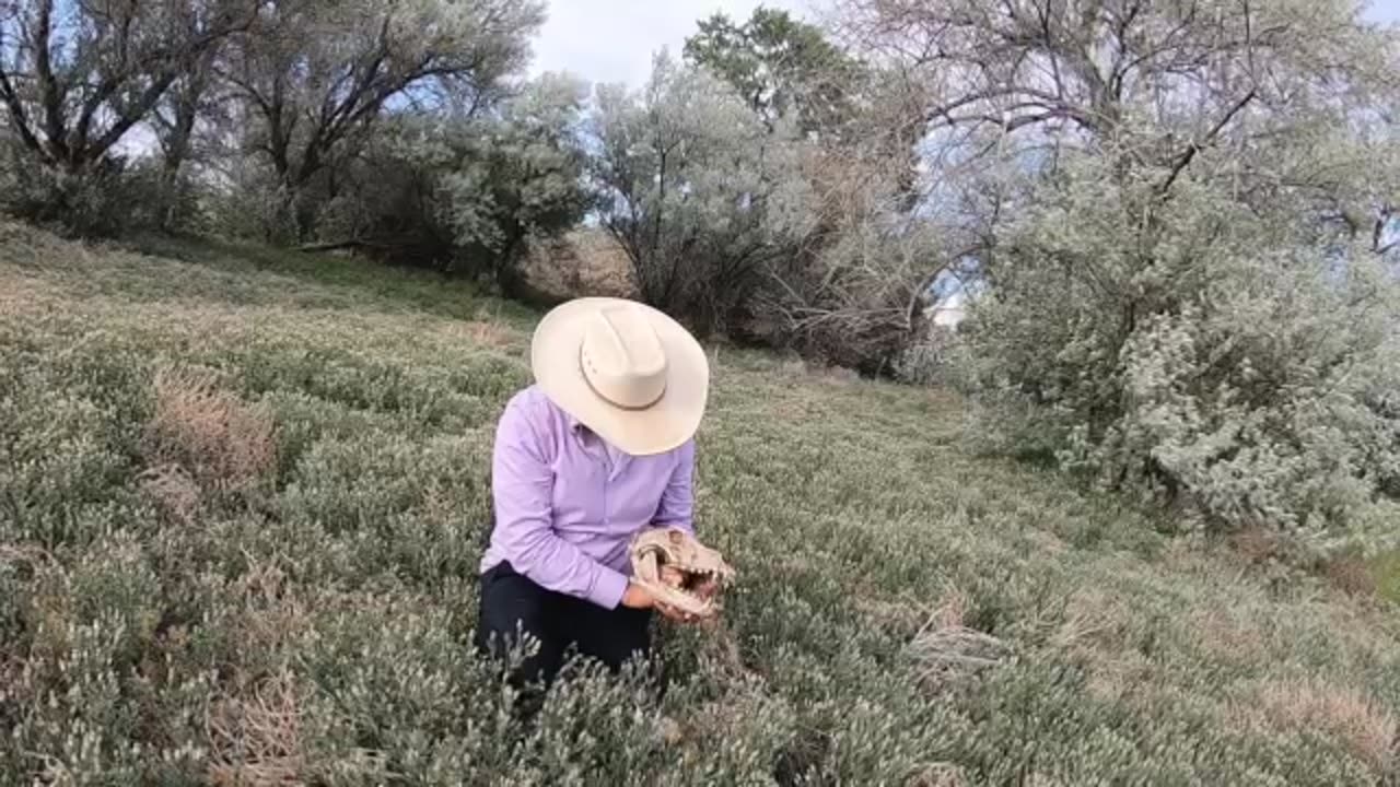 Crypto animal at Space Wolf Research ?