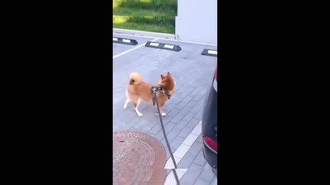 Funny animal videos 2023 - Funny cats/dogs - Funny animals
