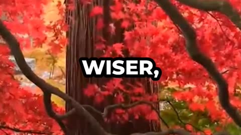 Birthday wished for you #viral #mystery #trending #motivation #shortsfeed #urfeed #birth #ibitalks