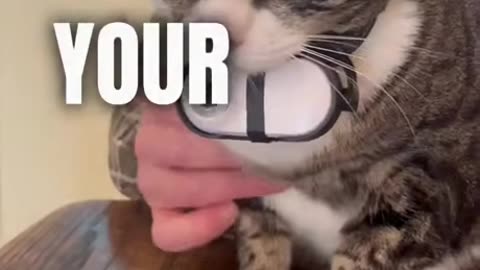 Cat Cam