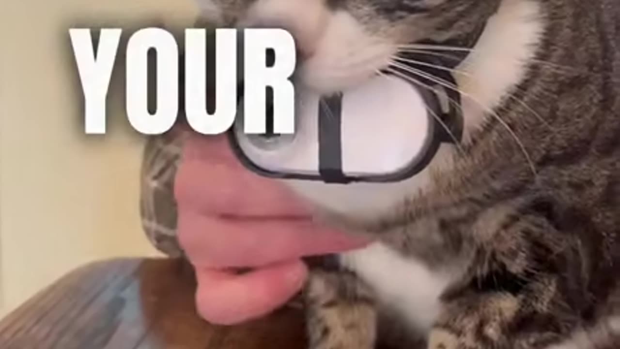 Cat Cam
