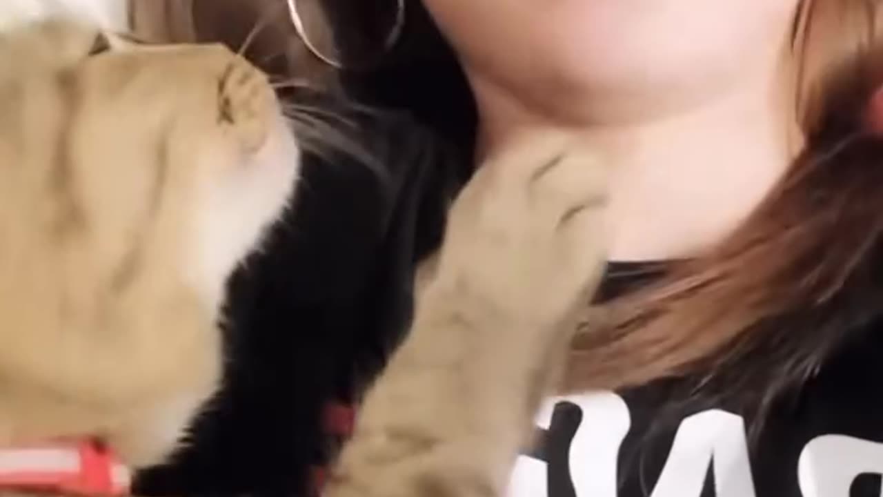 Feline Love