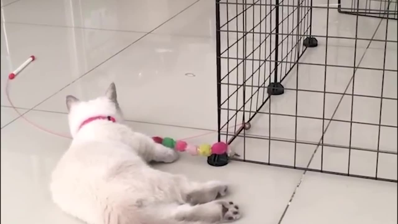 Funny Cats and Dogs | Best Funny Animal Videos 2022 #25