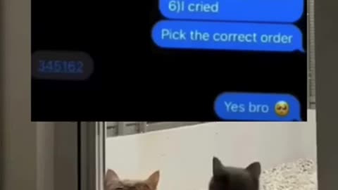 Funny cats