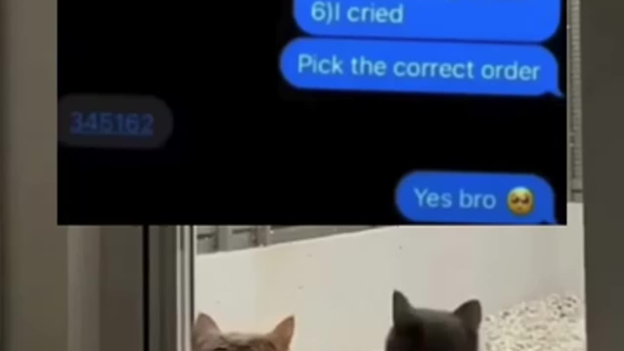 Funny cats