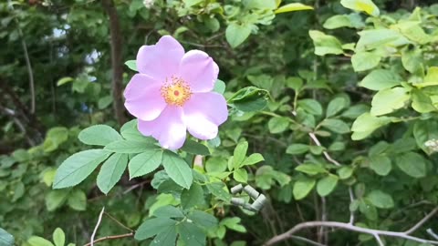 Swamp Rose
