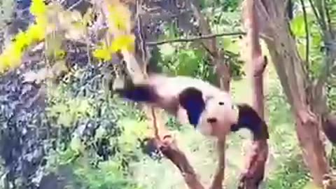 zoo animals, zoological park, animals in zoo, animal behavior, zoo documentary,