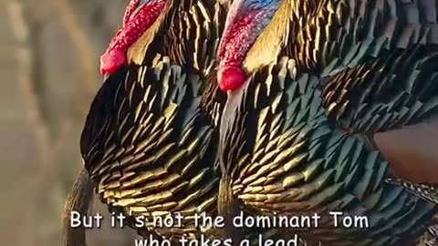 Dramatic moments snake catching gecko #safari #wildlifeplanet #animal