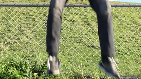 How Animals Get Over a Fence (With Emojis) 😂
