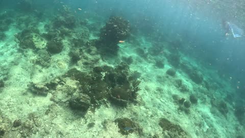 Snorkeling Roatan Honduras - MSC Seashore 11-20-2025