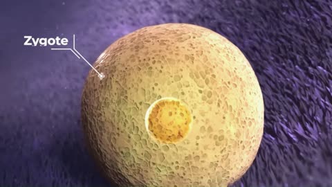 The Miracle of Twin Fertilizations