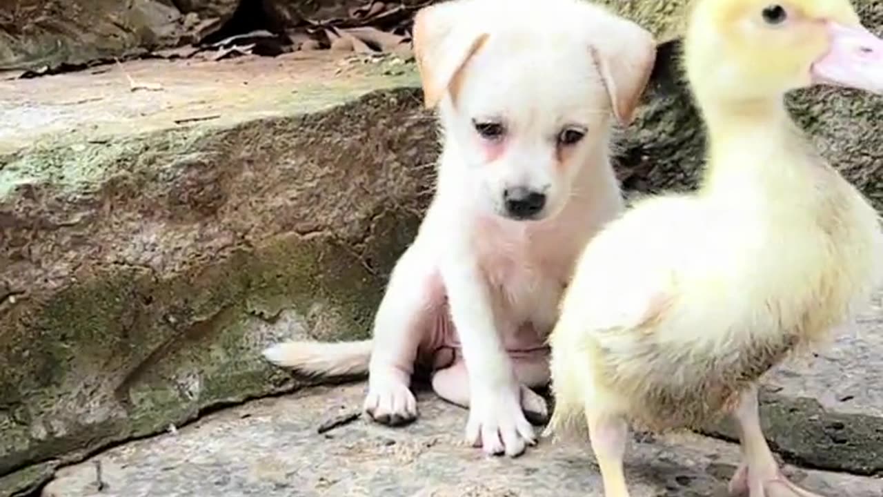 My Cute Dog Playing With A Duck