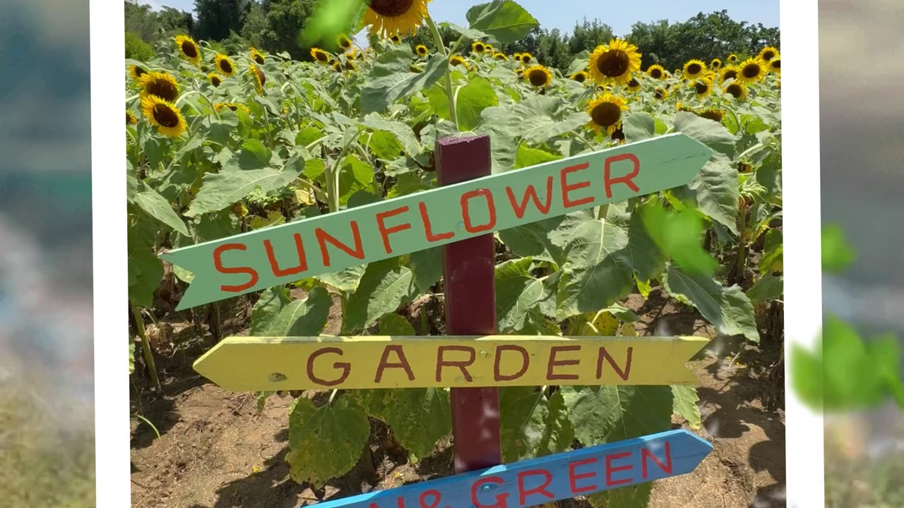 Sunflower Farm