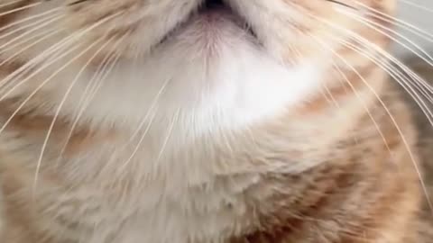 @sexvideo, cats