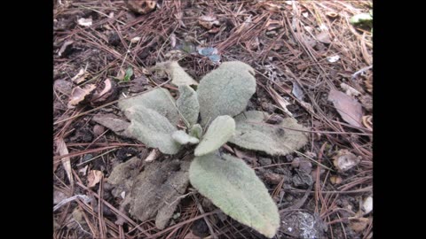 Spiritual Connection Mullein April 2023