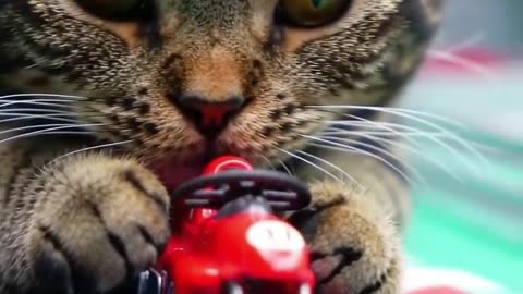 Cat story animations