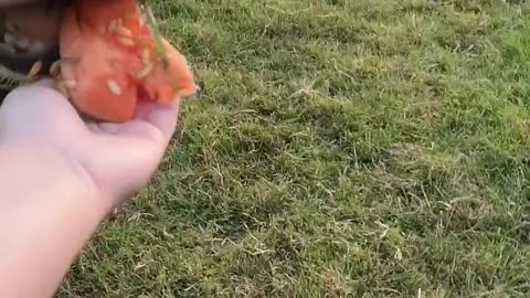 😂🐶 Starburst's Reaction to Cantaloupe is Priceless! | FunFM