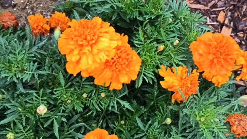 Marigolds