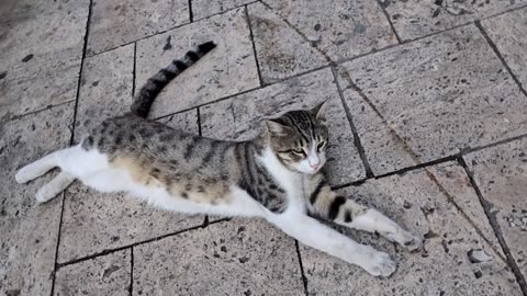 Street Cat vs. Pavement: A Sensory Saga