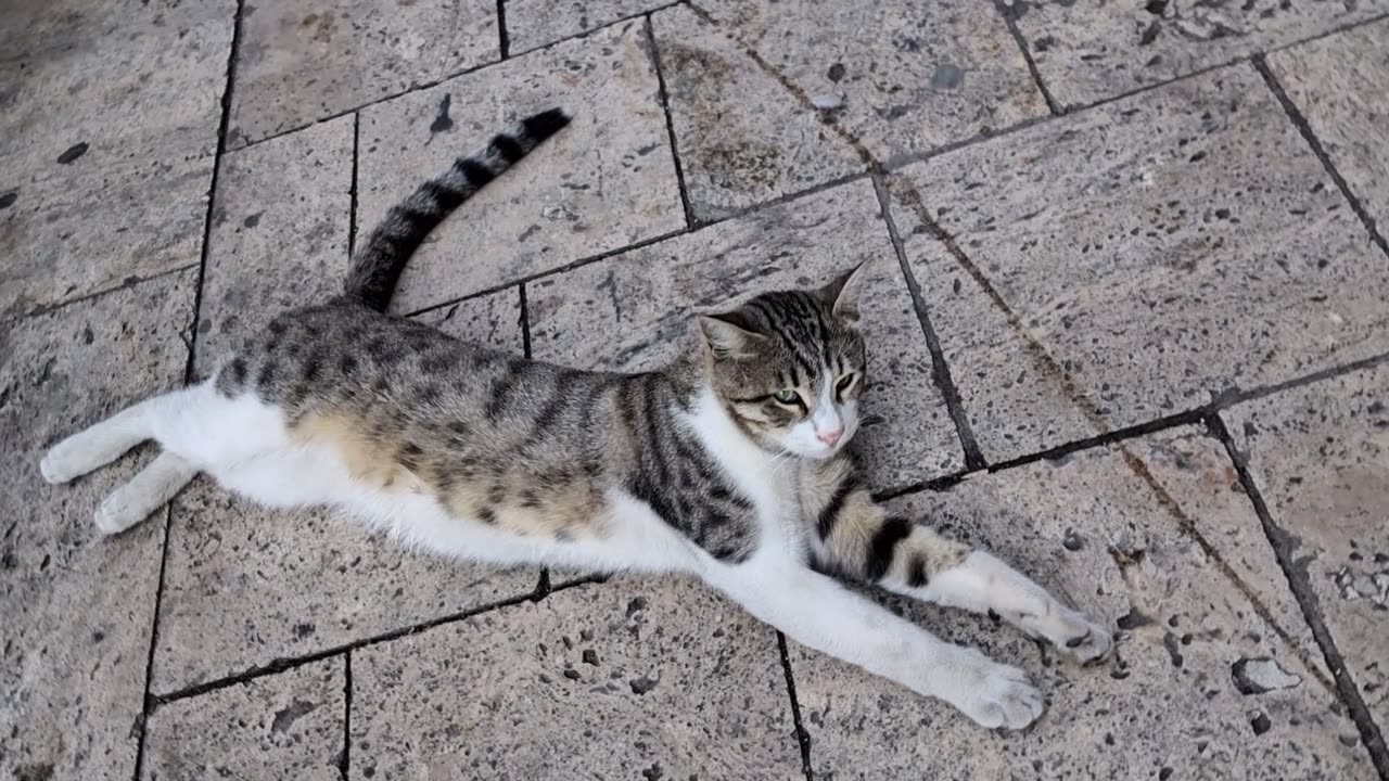 Street Cat vs. Pavement: A Sensory Saga