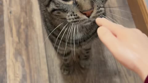 Wednesday Whiskers with SPH featuring a Princess Hazel and I guess Norm. #funny #cats