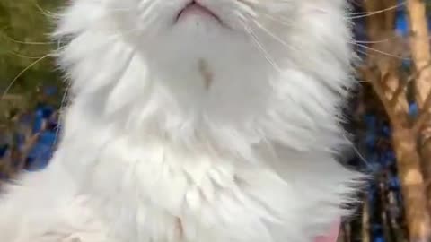 Best Funny Animal Videos 2026