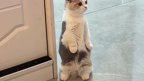 Cat 🐱