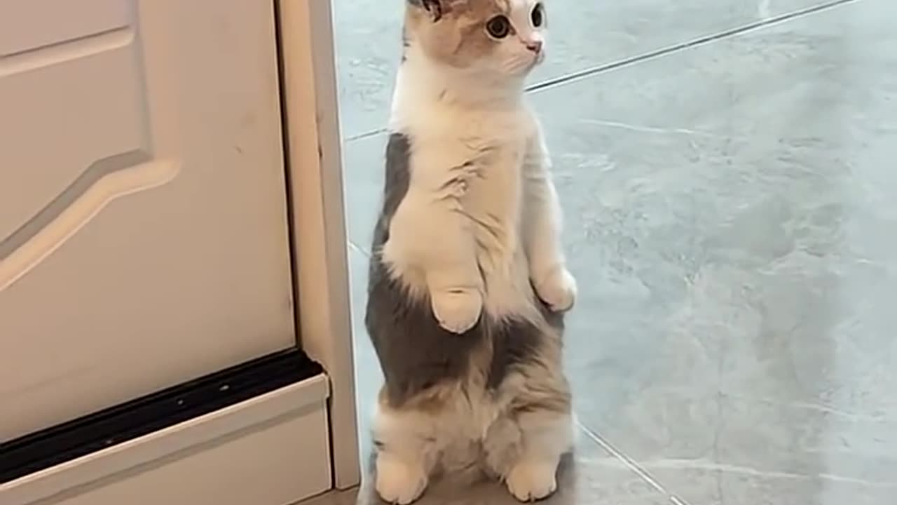 Cat 🐱