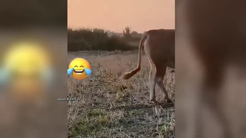 FUNNIEST ANIMALS VIDEOS OF 2025 / TRY NOT TO LAUGH 🤣