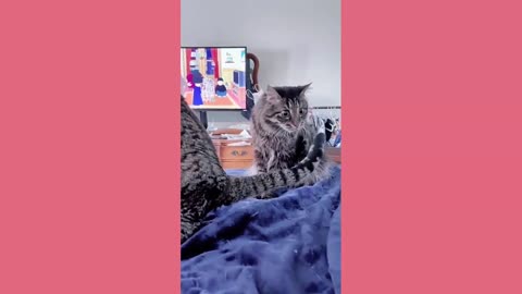 Animals funny video 2