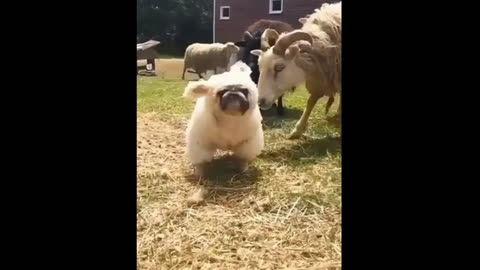 "Ultimate Funny Animal Fails Compilation 😂