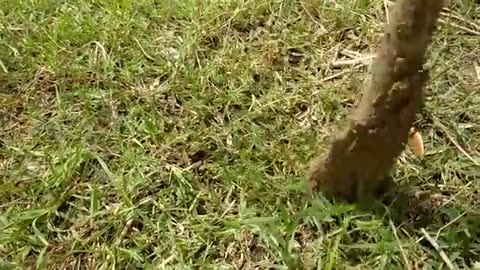 Modern Easy Fish Trapping