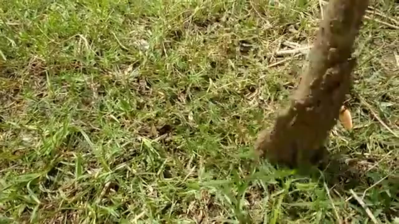 Modern Easy Fish Trapping