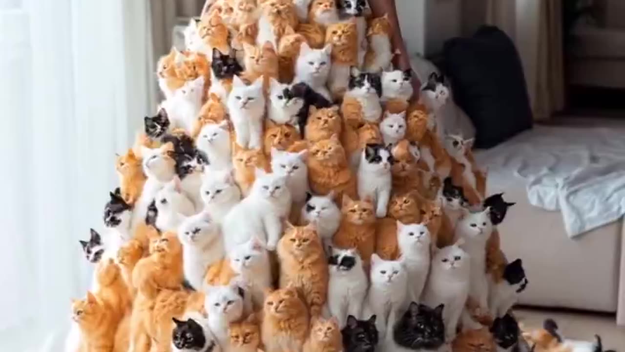Cat Dress