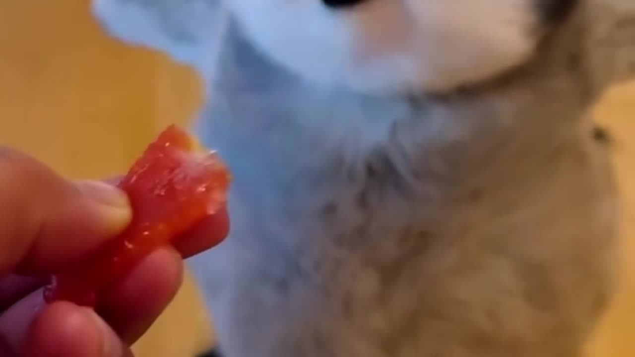 Animal funny