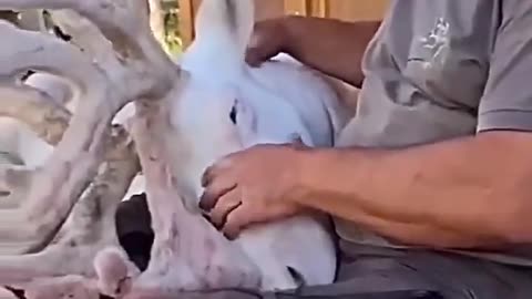 deerpurr