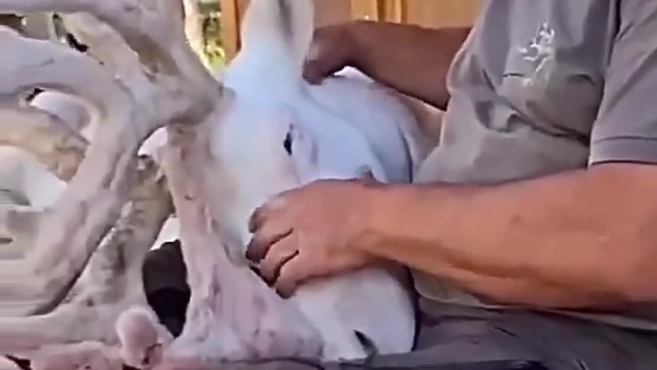 deerpurr