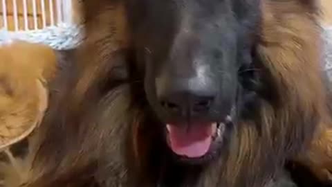 Animals bond