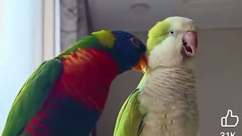 😂🦜 Wing Flaps, Chirps, and a Little Foot Tap | FunFM