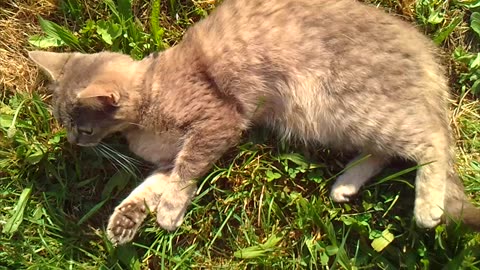 Cat is disturbed by a noise in the garden