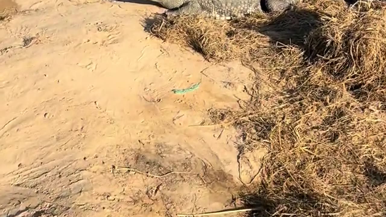 The crocodile is afraid of the shovel.