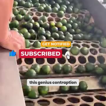 Secret Method Orange Farmers Don't Want You to Know About!