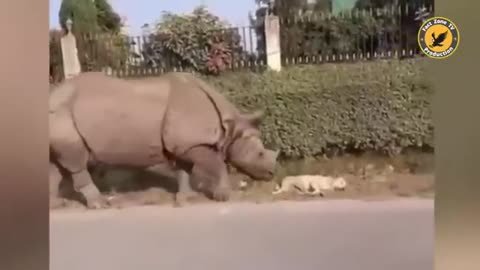 Animal Adventurers