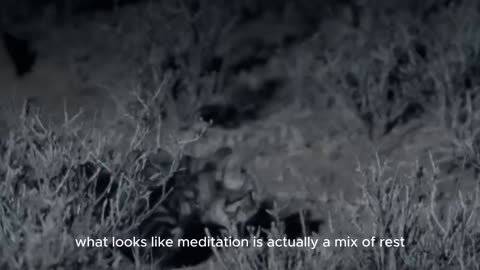 CATS MEDITATE TO HUNT