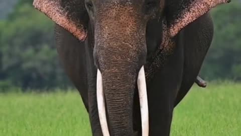 elephant