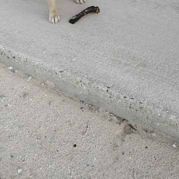 Mr. Buddy with his bone