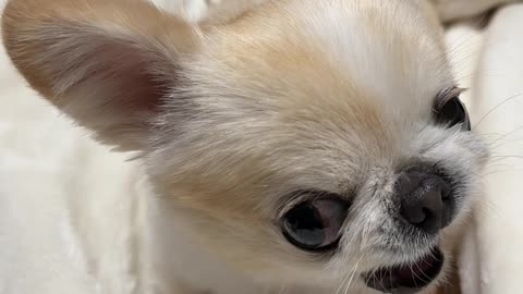 Puppy Squeaks While Protecting Orange